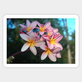 Beautiful Tropical Pink Frangipani Flowers Sticker